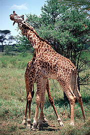 Picture 'KT1_39_27 Giraffe, Tanzania, Serengeti'